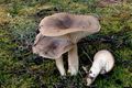 Hygrophorus agathosmus